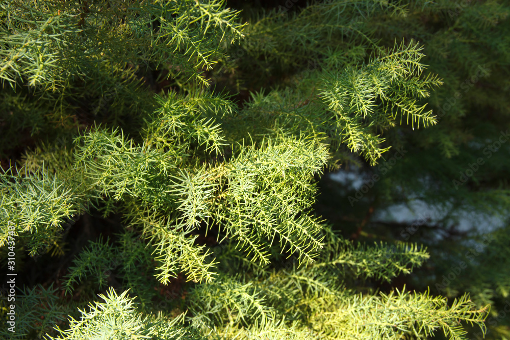 Cryptomeria japonica is an evergreen tree of the cypress family.The