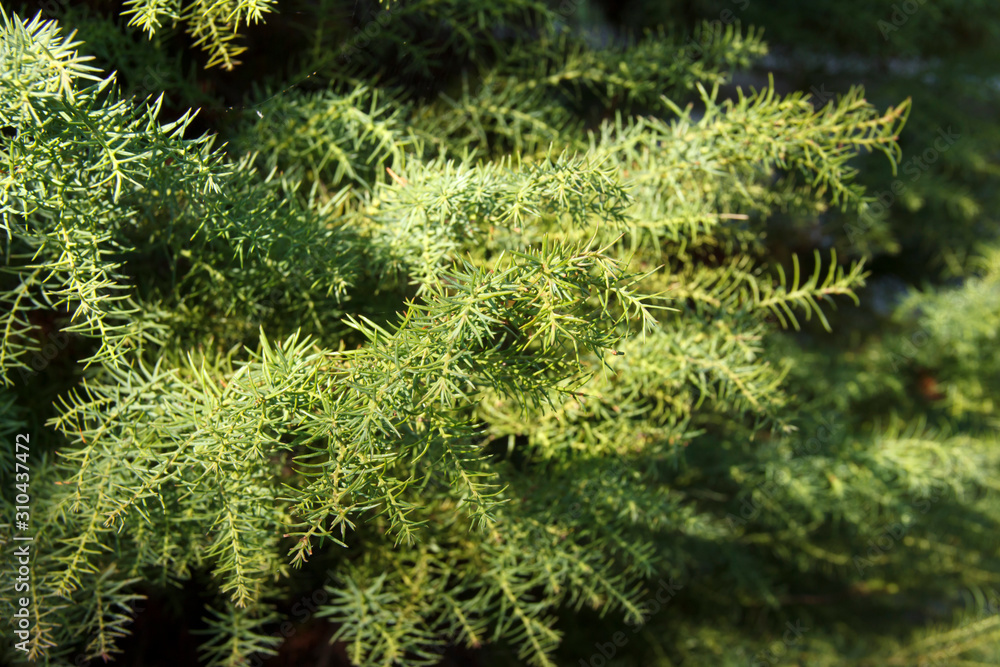 Cryptomeria japonica is an evergreen tree of the cypress family.The plant is also called Japanese cedar. It is considered the national tree of Japan