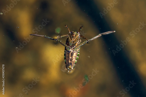 Water Boatman fly upside down on the surface of a pond photo
