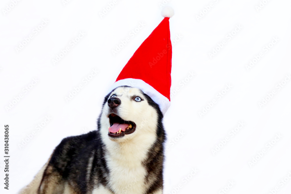 Siberian Husky wear Santa Claus hat with white background. Dog smiling with Santa Claus costume.
