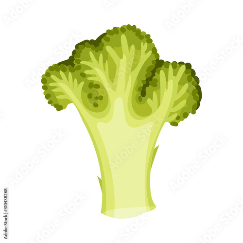 Fresh Broccoli Head Vector Illustration. Green Vegetable for Cooking Purpose