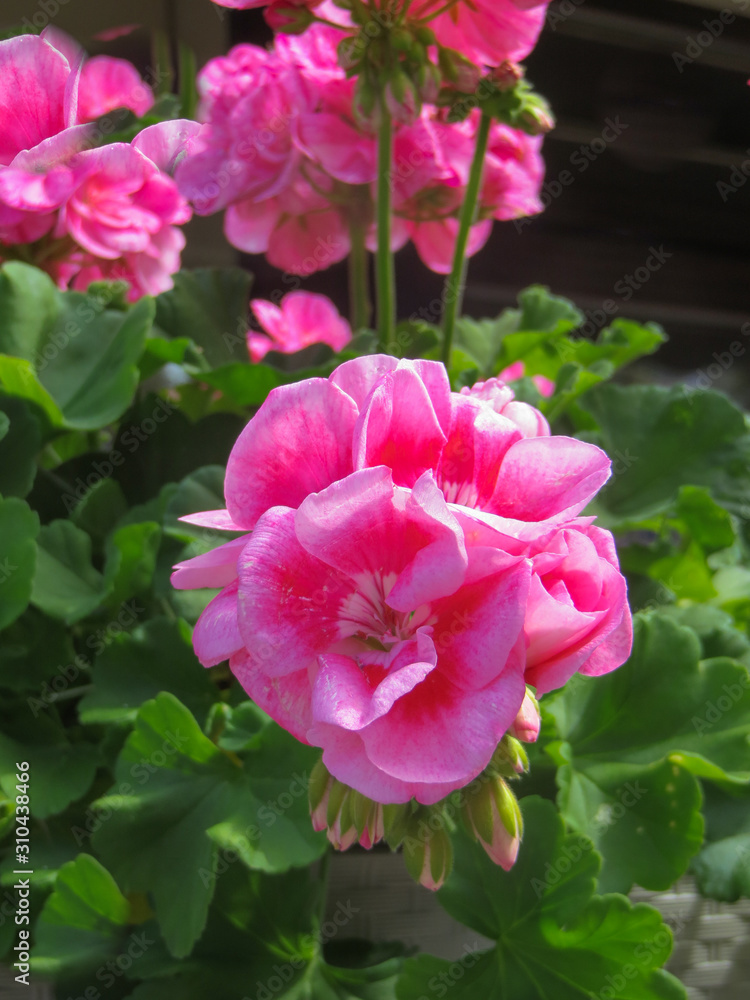 Beautiful blooming multi-colored geranium flowers as a background, closeup. Beautiful blooming multi-colored geranium flowers as a background, closeup.