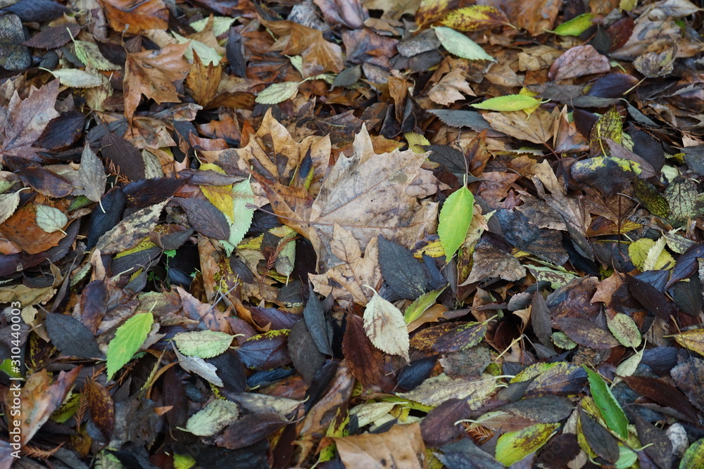 Various shapes and colors autumn leaves on the ground Various shapes and colors autumn leaves on the ground