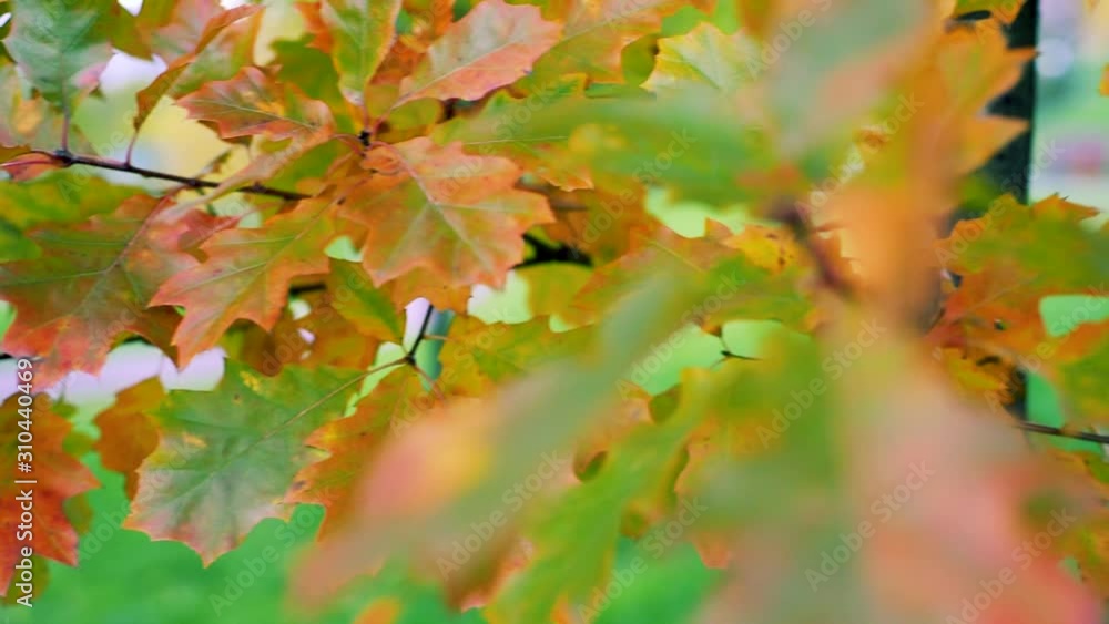 Autumn mood background from oak leaves. Autumn leaves move from the wind, closeup, selective focus Slow motion Autumn mood background from oak leaves. Autumn leaves move from the wind, closeup, selective focus Slow motion