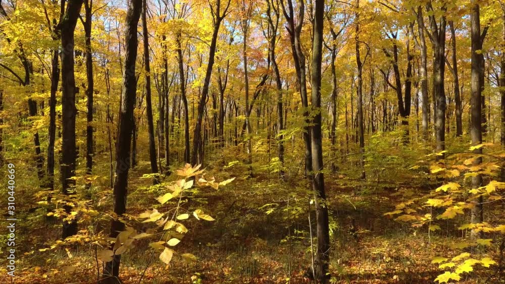 Stunning aerial drone shot moving up in forest while leaves fall from trees Stunning aerial drone shot moving up in forest while leaves fall from trees