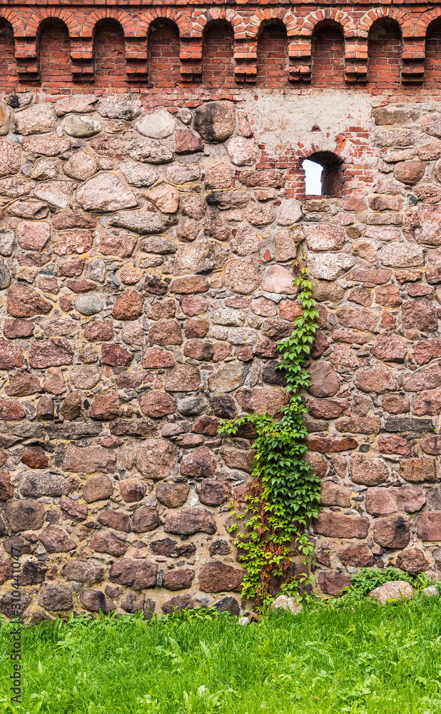 Φωτογραφία The stone fortress wall of the Vyborg Castle with loophole and ivy, Vyborg, Leni
