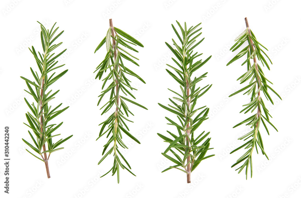 Rosemary isolated on white background, Top view. Rosemary isolated on white background, Top view.