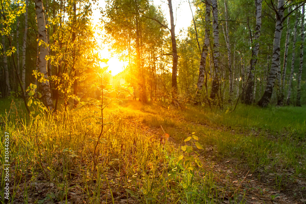 Birch trees in a summer forest on sunrise. Birch trees in a summer forest on sunrise.