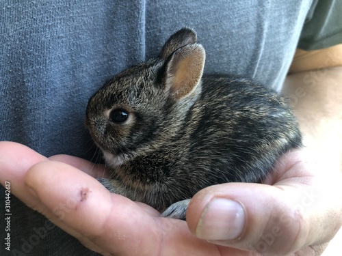 Bunny in hand