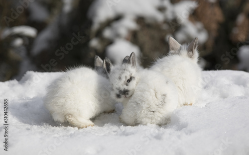 three little white rabbit in the snow in winter