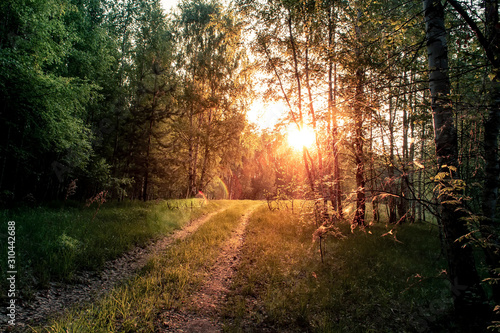 Birch trees in a summer forest on sunrise. © sergofan2015