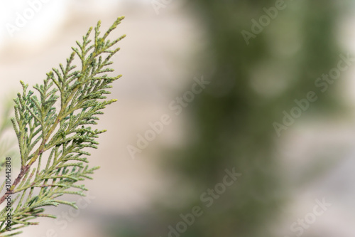 Closeup photo of green needle pine tree. Christmas decoration background. Blurred pine needles © studiographicmh