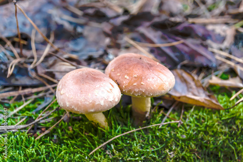 Inedible mushrooms on moss, and fallen autumn leaves