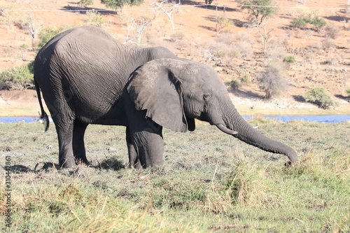 Elephants  Botswana
