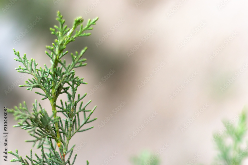Closeup photo of green needle pine tree. Christmas decoration background. Blurred pine needles Closeup photo of green needle pine tree. Christmas decoration background. Blurred pine needles