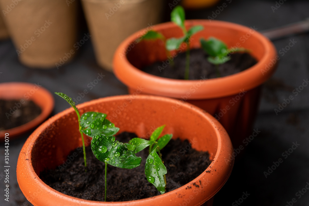 Seedlings in pots on the table. Background image. Copy space. Seedlings in pots on the table. Background image. Copy space.
