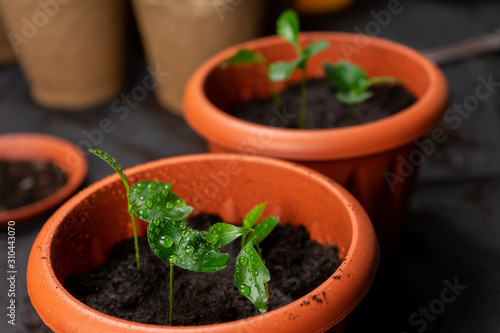 Seedlings in pots on the table. Background image. Copy space.
