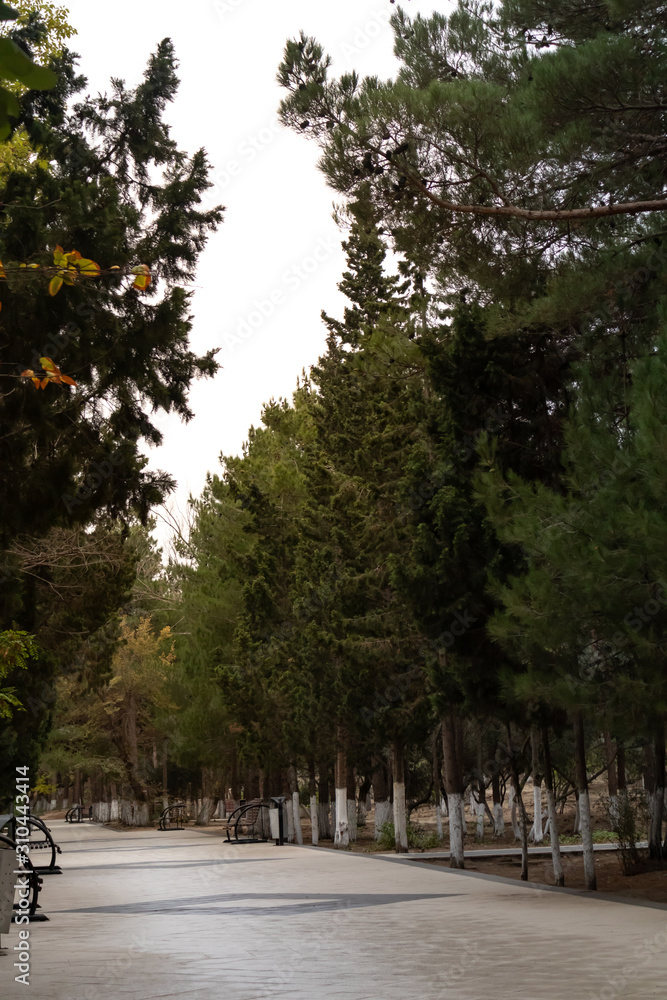 Pedestrian path and sun rays through pine trees taken. Evergreen pines beautiful background scenery Pedestrian path and sun rays through pine trees taken. Evergreen pines beautiful background scenery