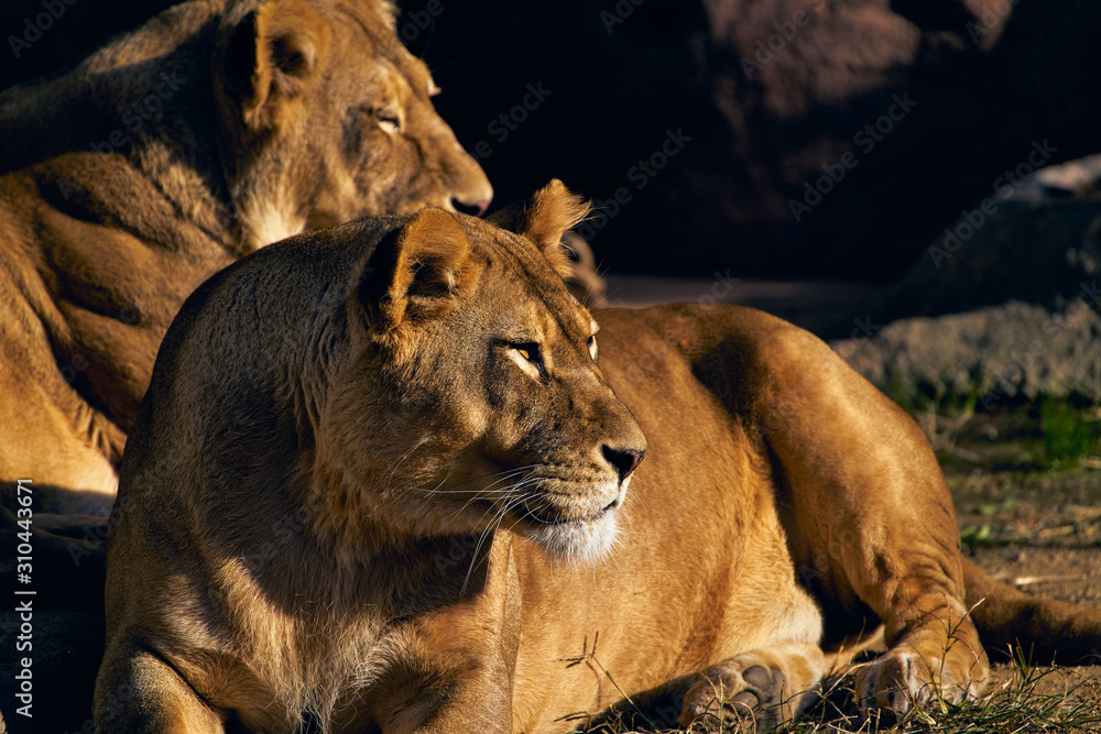 Obraz premium ライオン 雌