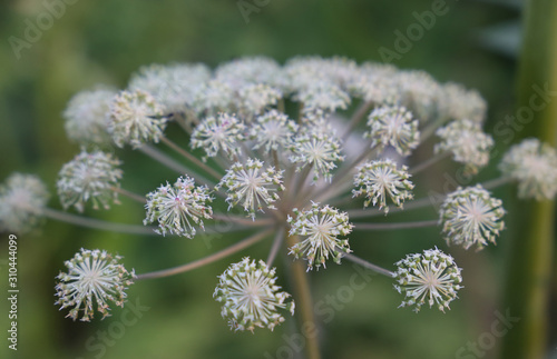 Closeview of white flowers on green background