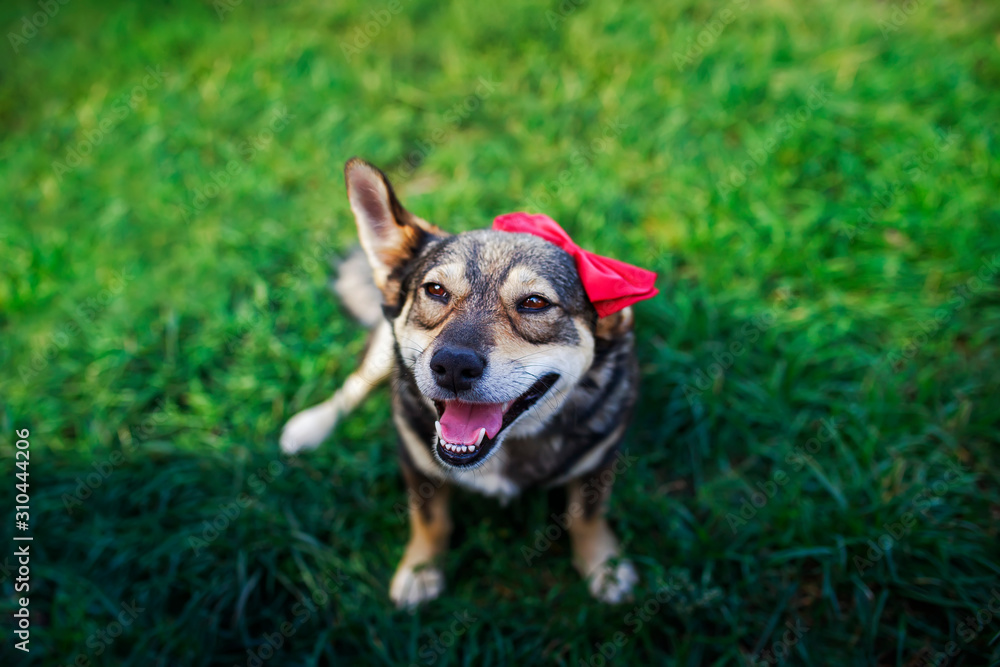 portrait top view of cute brown eared dog with red a bow on his head sits on the green grass in the summer garden and smiles