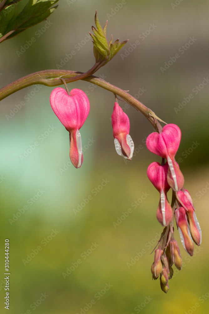Dicentra spectabilis pink bleeding hearts in bloom on the branches, flowering plant in springtime garden, romantic flowers, green leaves and stem. Dicentra spectabilis pink bleeding hearts in bloom on the branches, flowering plant in springtime garden, romantic flowers, green leaves and stem.