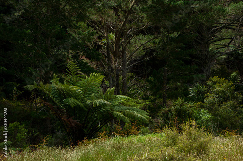 Ferns New Zealand