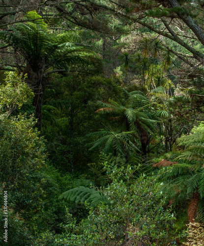 Ferns New Zealand