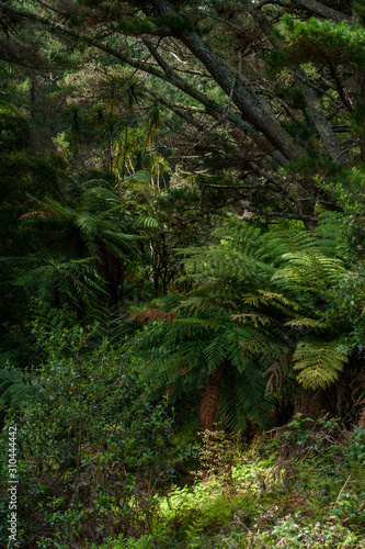 Ferns New Zealand