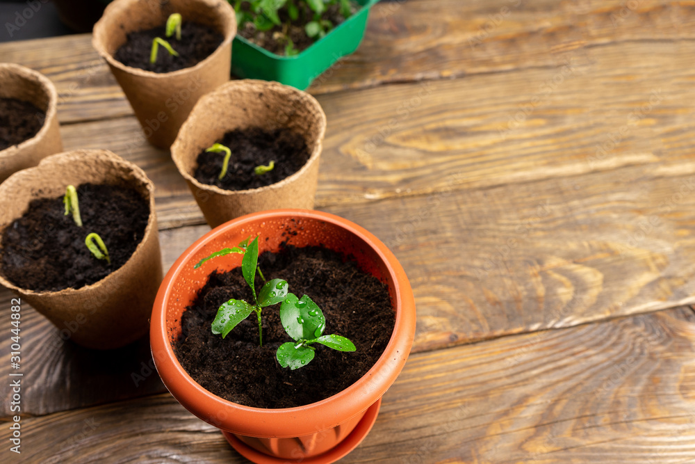 Seedlings in pots on the table. Background image. Copy space. Seedlings in pots on the table. Background image. Copy space.