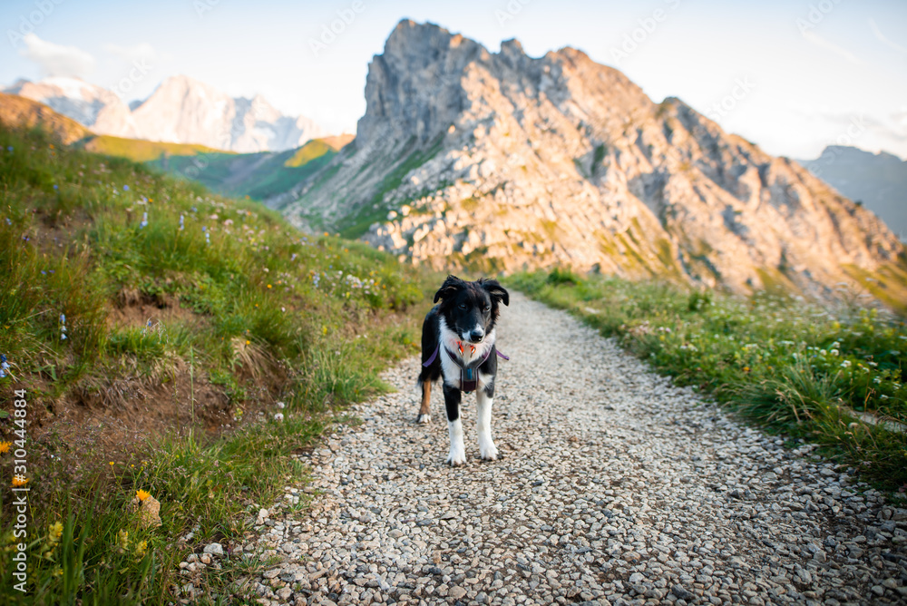 australian shepherd