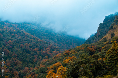 Forest in fall season with clouds on sky in Nepal, landscape photography