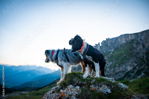 australian shepherd