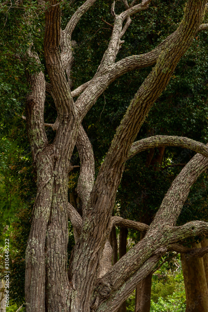 Tree stem New Zealand Tree stem New Zealand