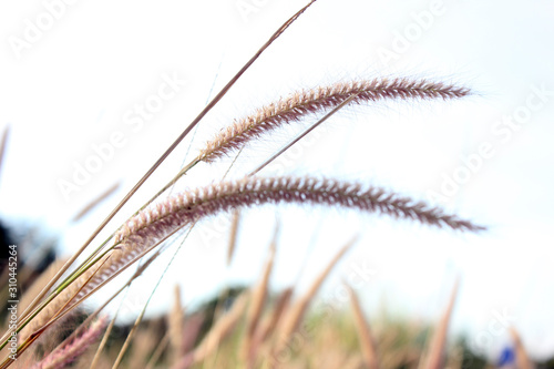 sensitive focus Foxtails of the genus Setaria are winter annual grasses.background sunset. desho grass, desho. One day in the evening, The grass is blown by the wind.  photo
