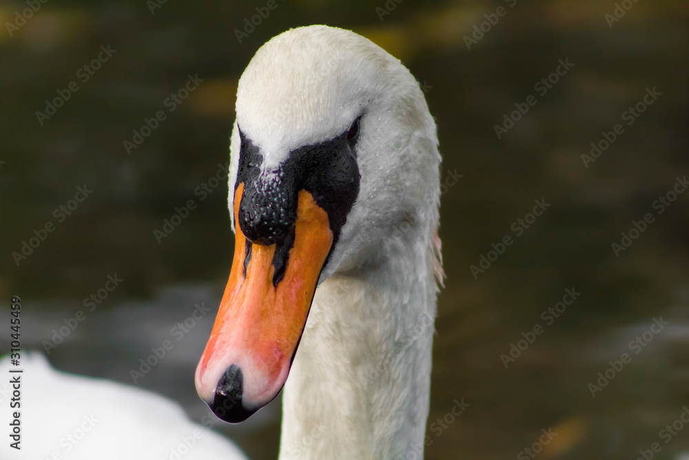 Mute Swan on a Lake Mute Swan on a Lake