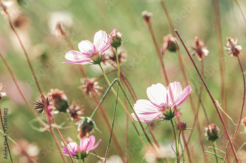 Wallpaper Mural Wild purple cosmos flowers in meadow in rays of sunlight on nature macro on green background with copy space, soft focus, beautiful bokeh. Torontodigital.ca