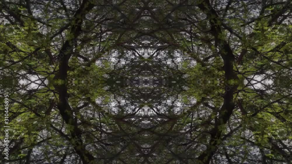 Wide Panning Shot Of Autumn Trees In Slow Motion Symmetric Abstract Meditation Background Green 1080p Wide Panning Shot Of Autumn Trees In Slow Motion Symmetric Abstract Meditation Background Green 1080p