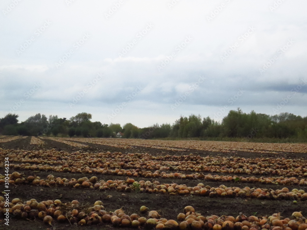 Fototapeta premium onion field