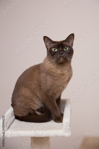 The burmese cat at home.