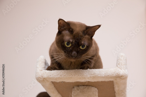 The burmese cat at home.