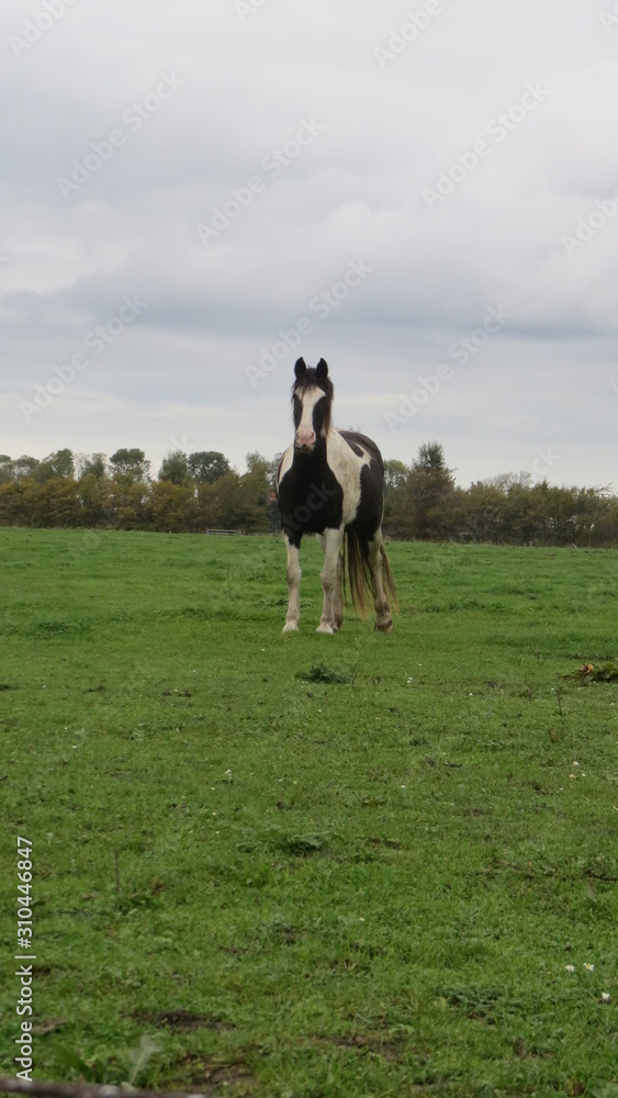 Fototapeta premium Horse