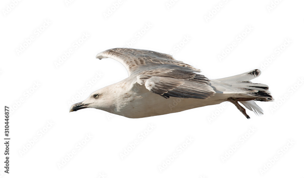 Obraz premium seagull in flight from the side isolated