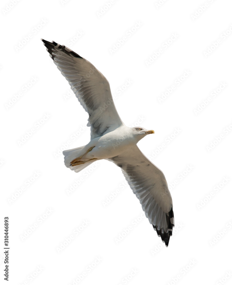 seagull in flight from bottom diagonal on white seagull in flight from bottom diagonal on white