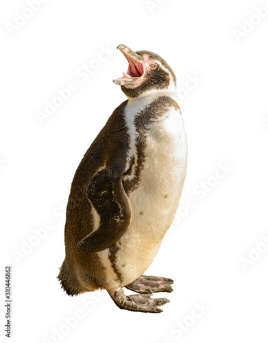patagonia penguin standing and yelling white background