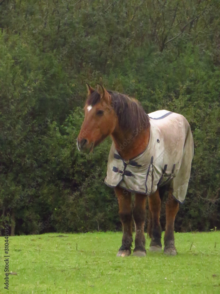 Fototapeta premium Horse