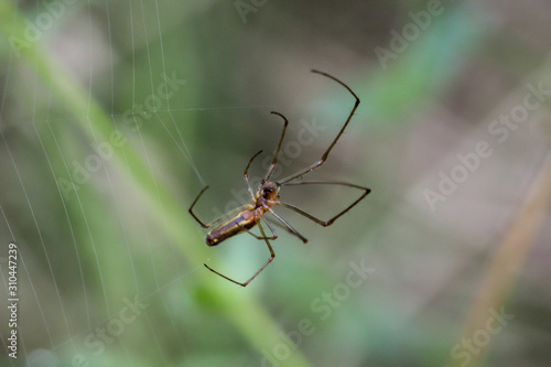 eine Spinne in ihrem eigenen Spinnennetz auf Beute wartend © boedefeld1969