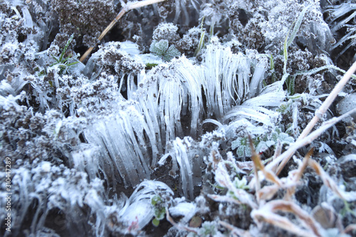 霜柱　栃木県真岡市 photo