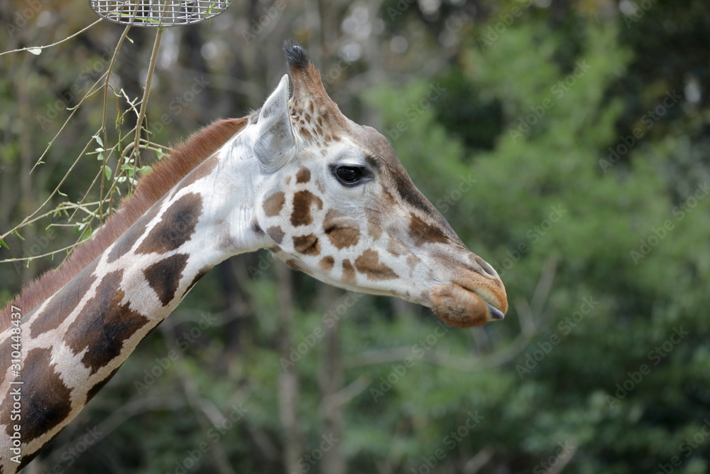 Obraz premium キリン