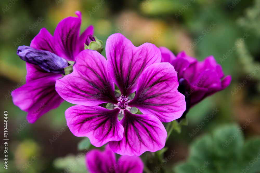 Macro, Nahaufnahme einer lilafarbene Blüte Macro, Nahaufnahme einer lilafarbene Blüte
